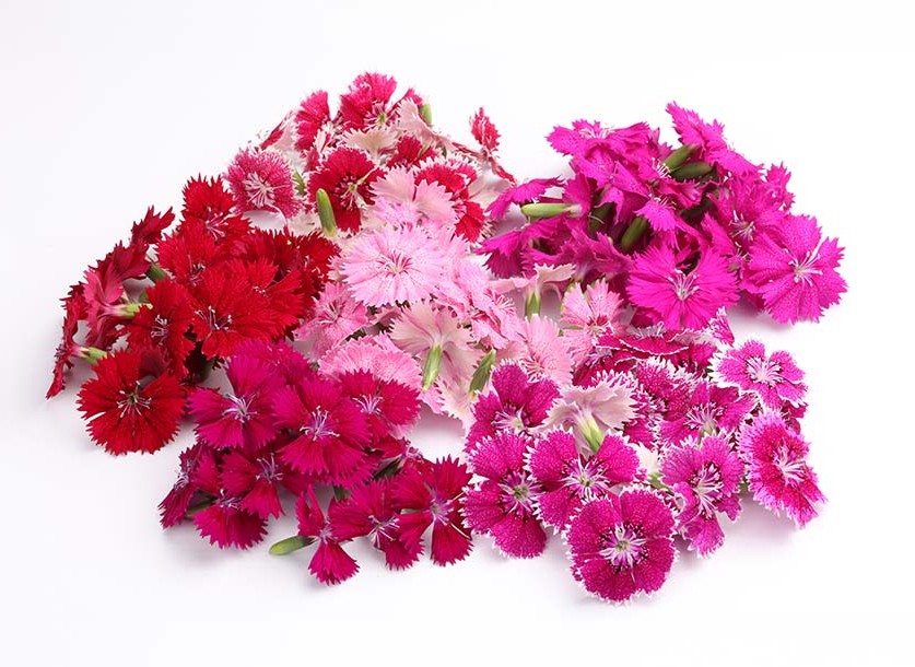 Fivola blossom 